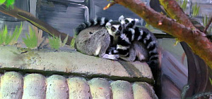 Мурзик, Кляпа и компания