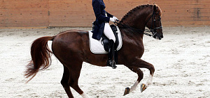 Ярославцы стали победителями на Кубке мэра по конному спорту