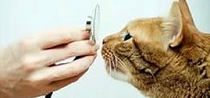 В Ярославле вручат премии лучшим ветеринарам