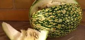 В Ярославле завершился праздник урожая