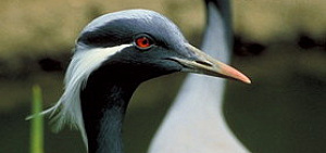 В Ярославле родился самый маленький в мире журавль