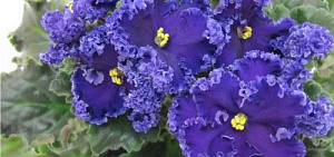 В Ярославле пройдет выставка цветов