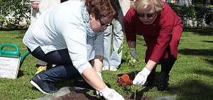 В Ярославле посадили дуб Петра Великого