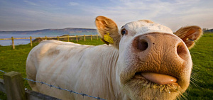 «Дрессированное» общество