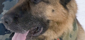 В Ярославле овчарку наградили боевыми медалями