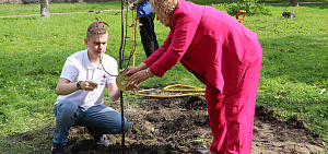 В честь ярославских писателей в городе появилась яблоневая аллея