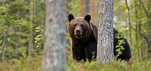 В Ярославской области открылся сезон охоты на медведей В Ярославской области открылся сезон охоты на медведей