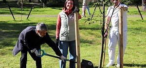 В Юбилейном парке высадили липовую аллею в честь ярославских писателей