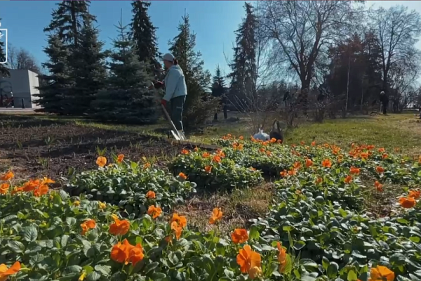 В Ярославле начали высаживать первые весенние цветы