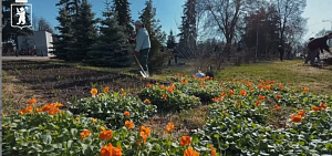 В Ярославле начали высаживать первые весенние цветы