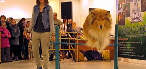 В Ярославле работал «Город собак»